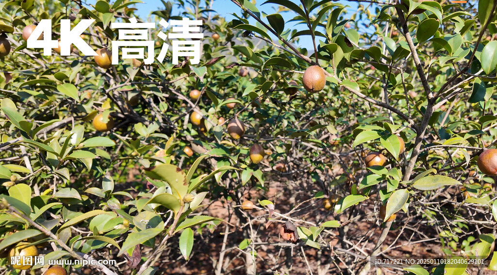 油茶果