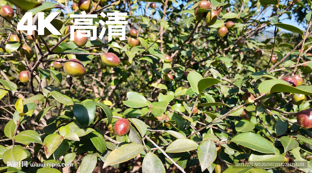 油茶果园