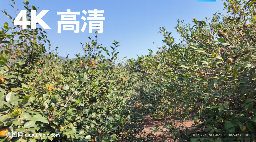 油茶果园
