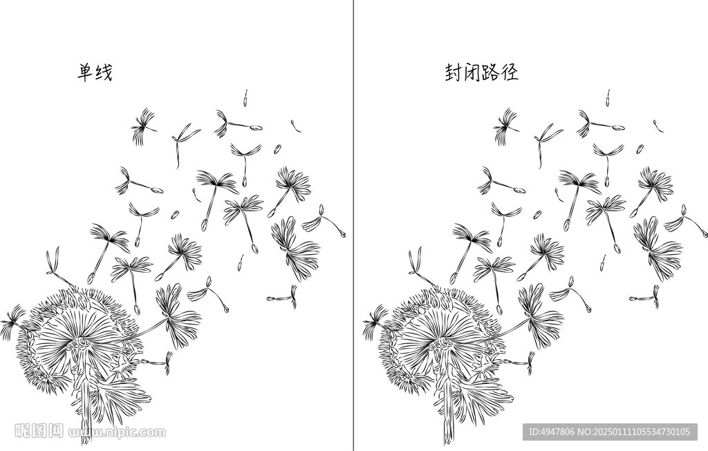 蒲公英 矢量图