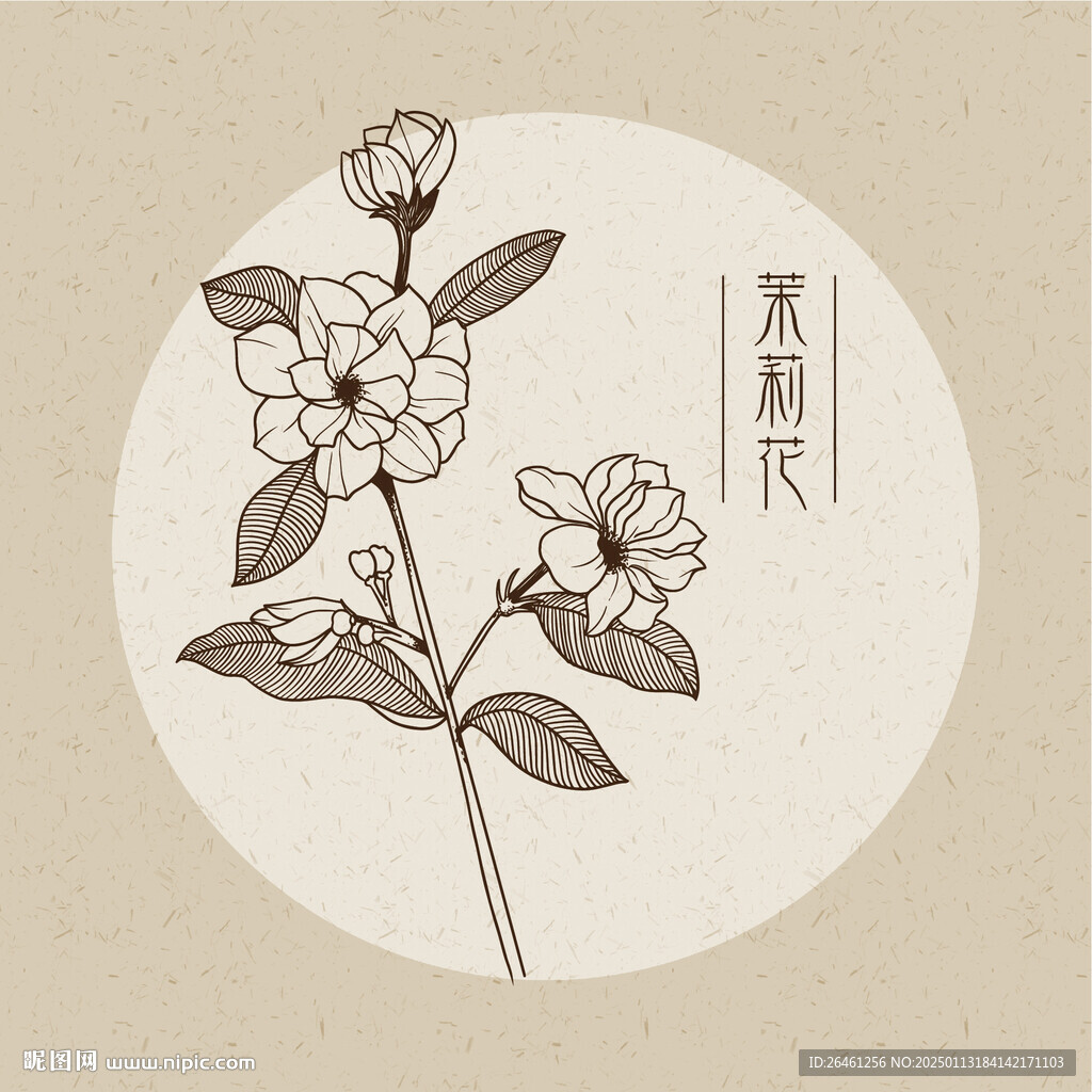 茉莉花 