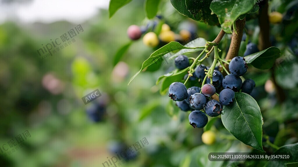 树上的蓝莓蓝莓素材