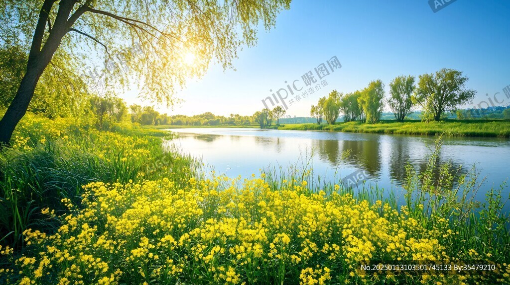 河岸边油菜花