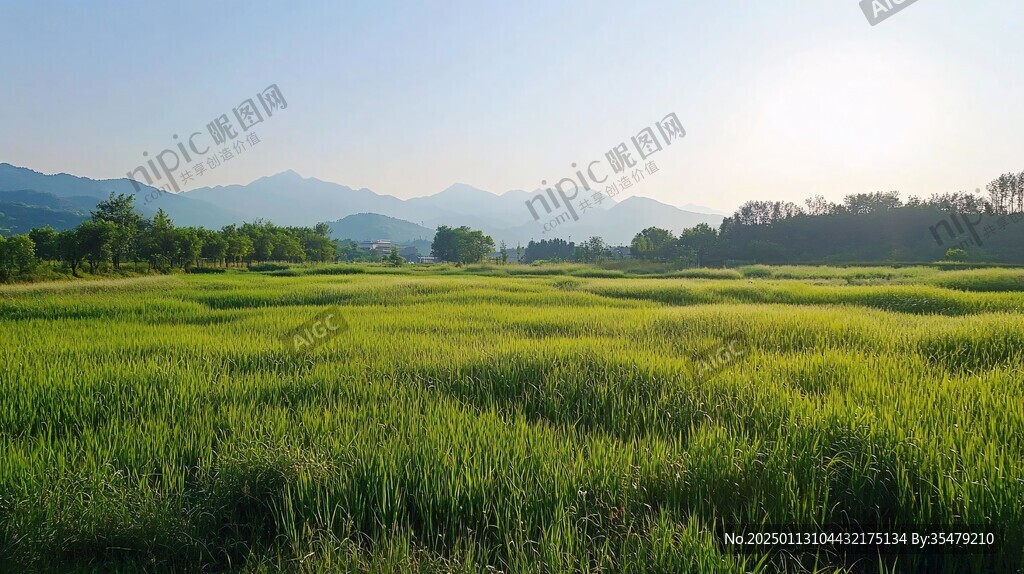 水稻远山