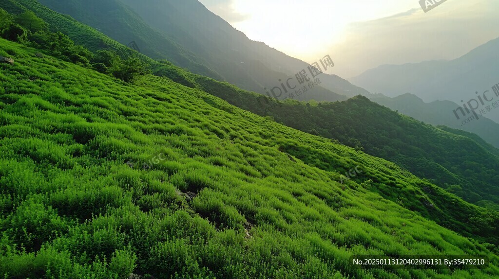 驼梁亚高山草甸