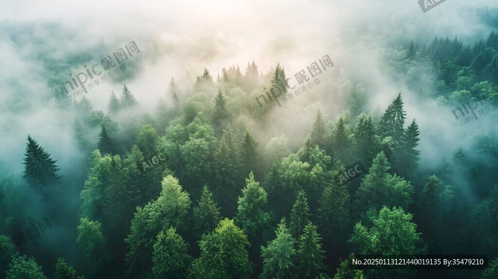 夏季落叶松林清晨晨雾