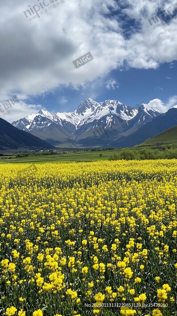 油菜花雪山