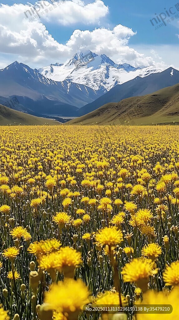 夏塔小黄花