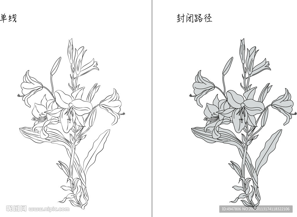 百合 矢量图