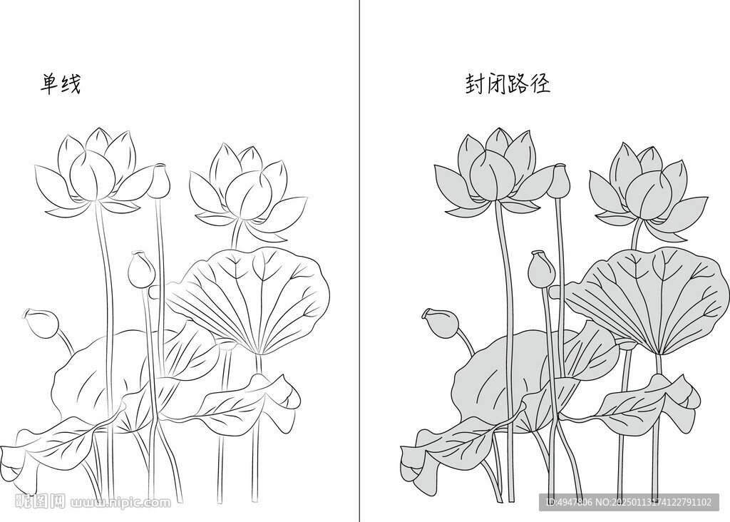 荷花 矢量图