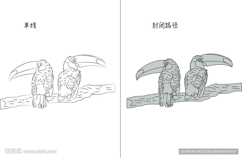 犀鸟 矢量图