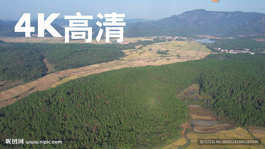 森林湿地松航拍