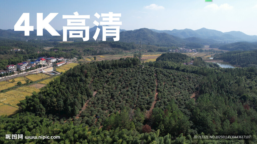 油茶果基地
