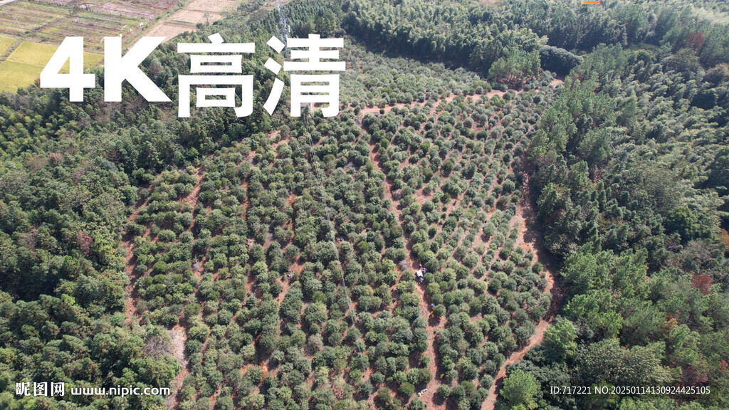 油茶果基地
