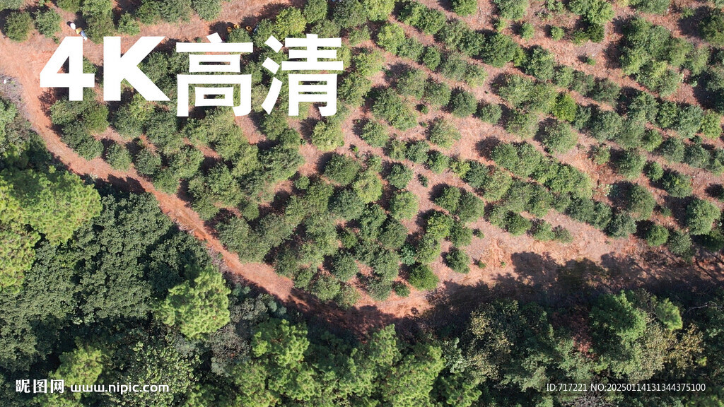 油茶果基地