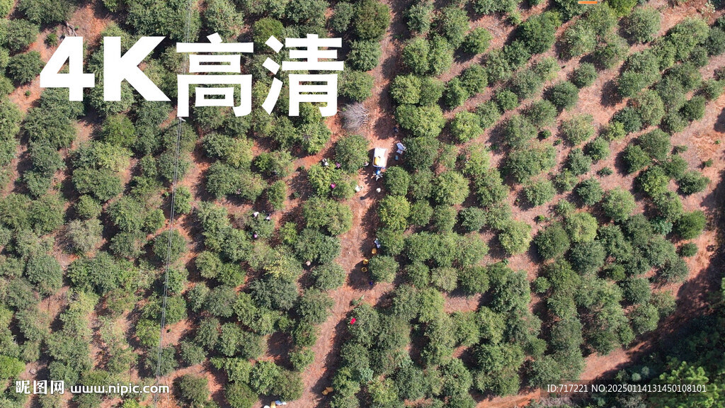 油茶果基地
