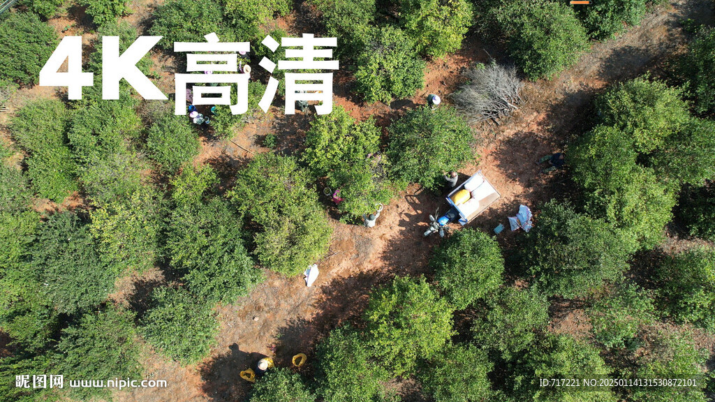 油茶果基地