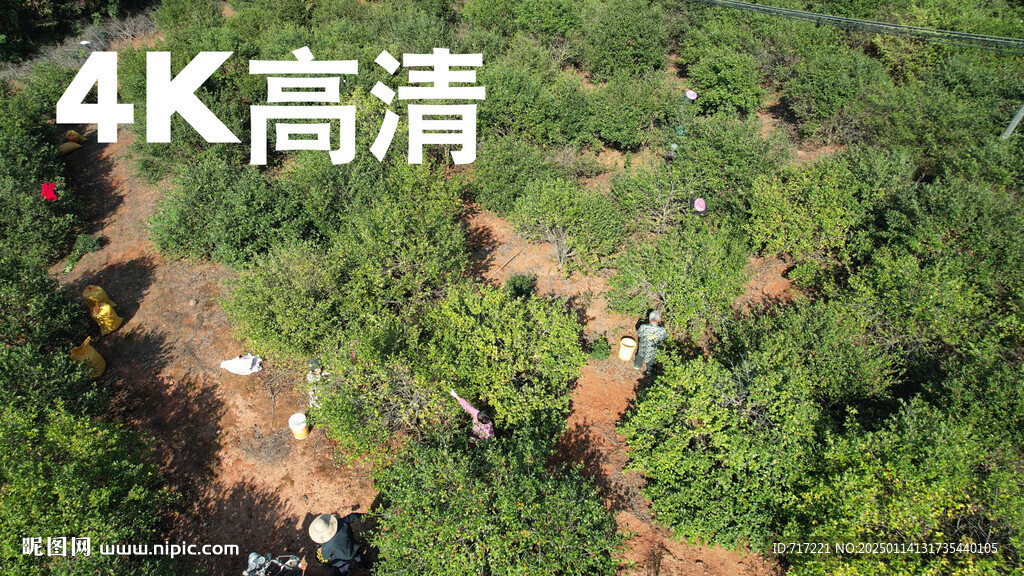 油茶果基地采摘