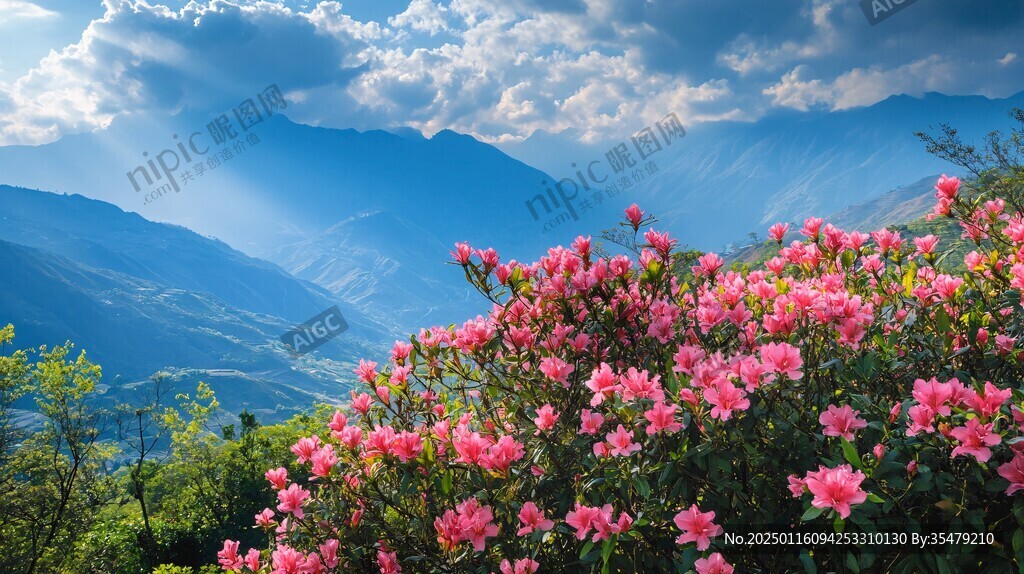 远山杜鹃花
