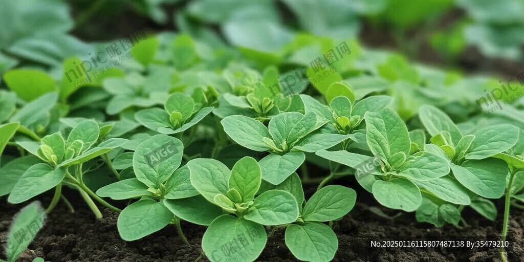 生长中的鸡毛菜