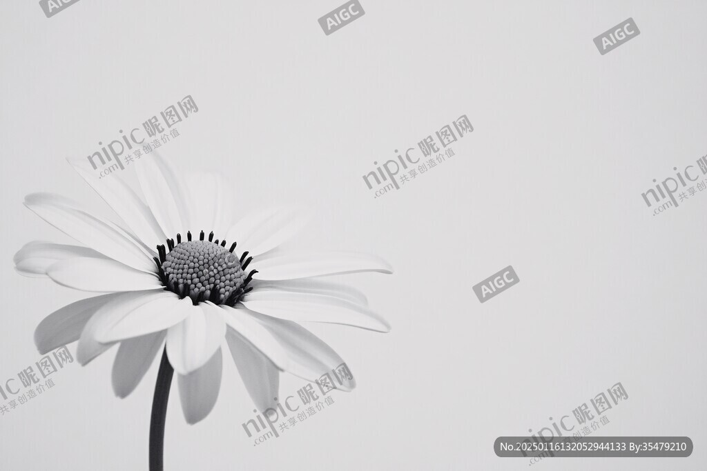 白色花壁纸