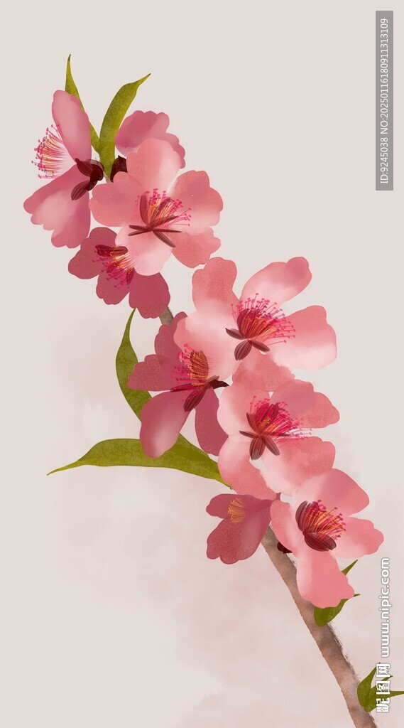 手绘水彩花卉桃花