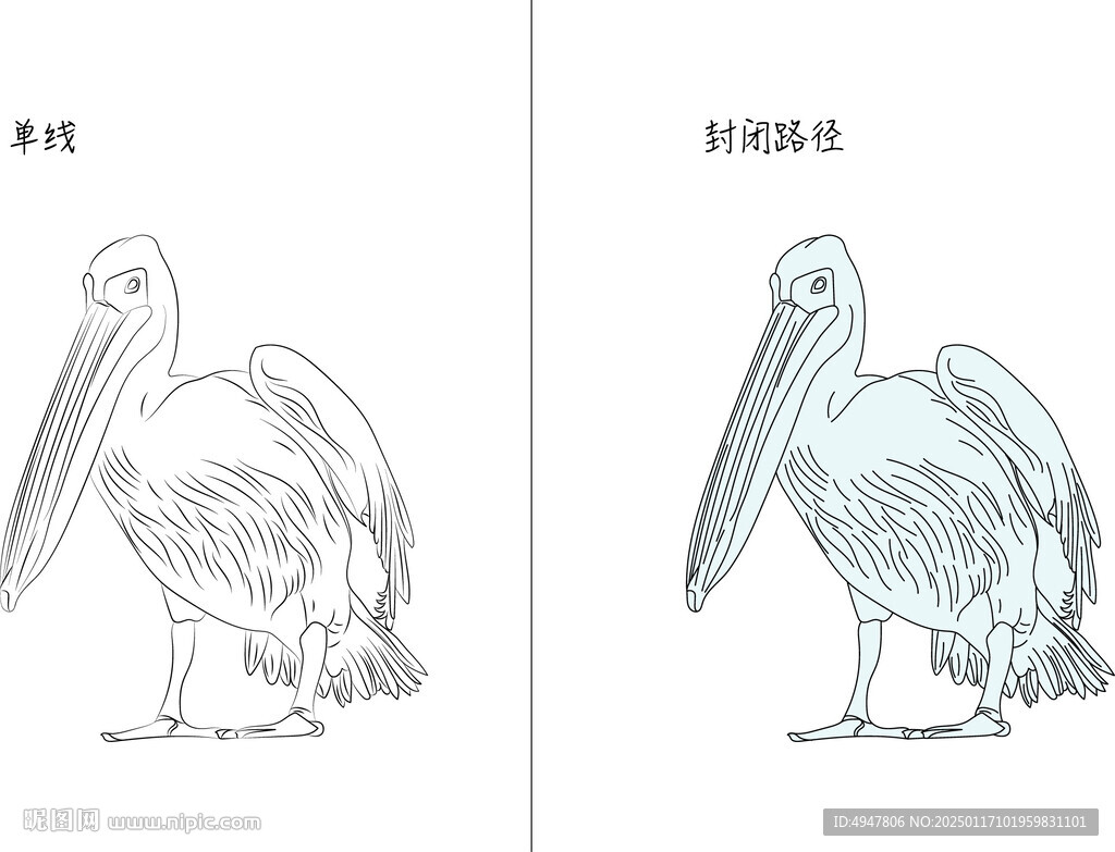 鹈鹕 矢量图