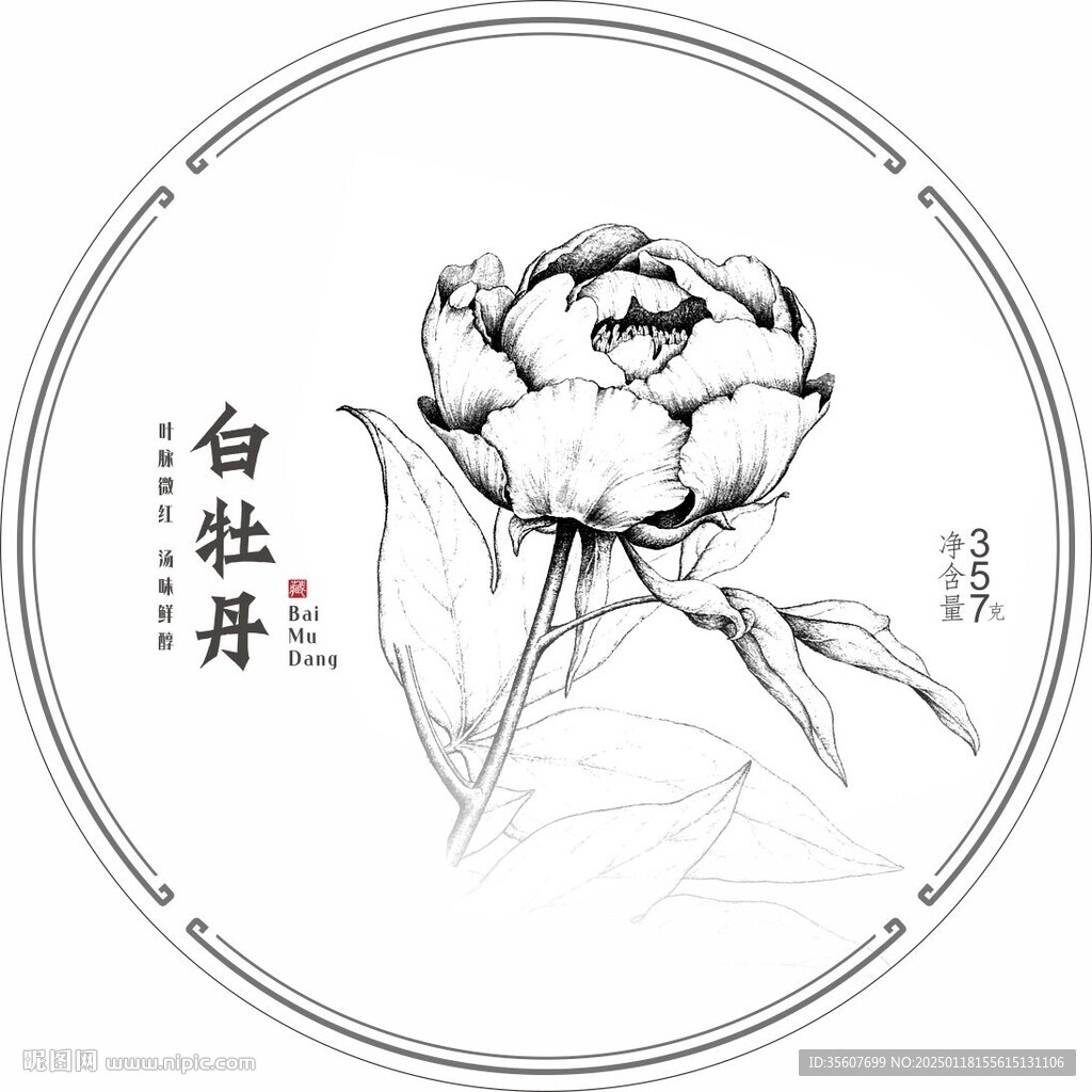 白牡丹素描