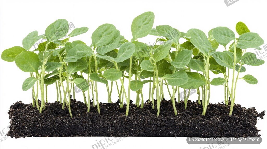 豆类植物苗