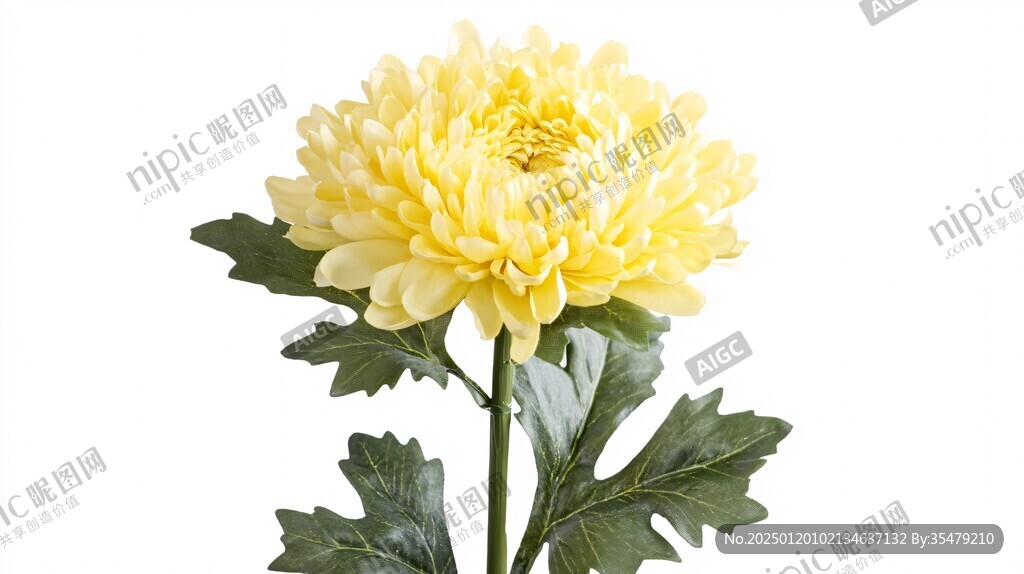 菊花免抠素材