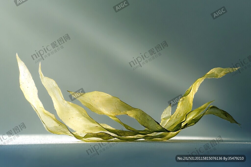 金丝养生
