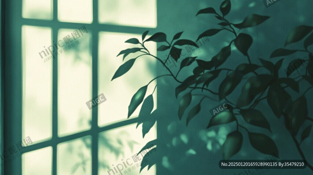 植物与窗影