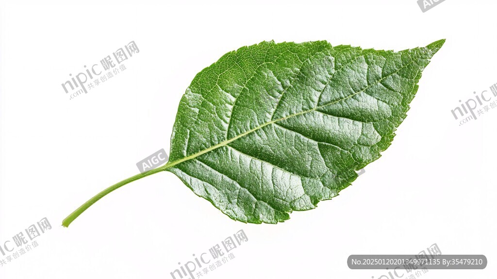 一片树叶素材一片绿叶