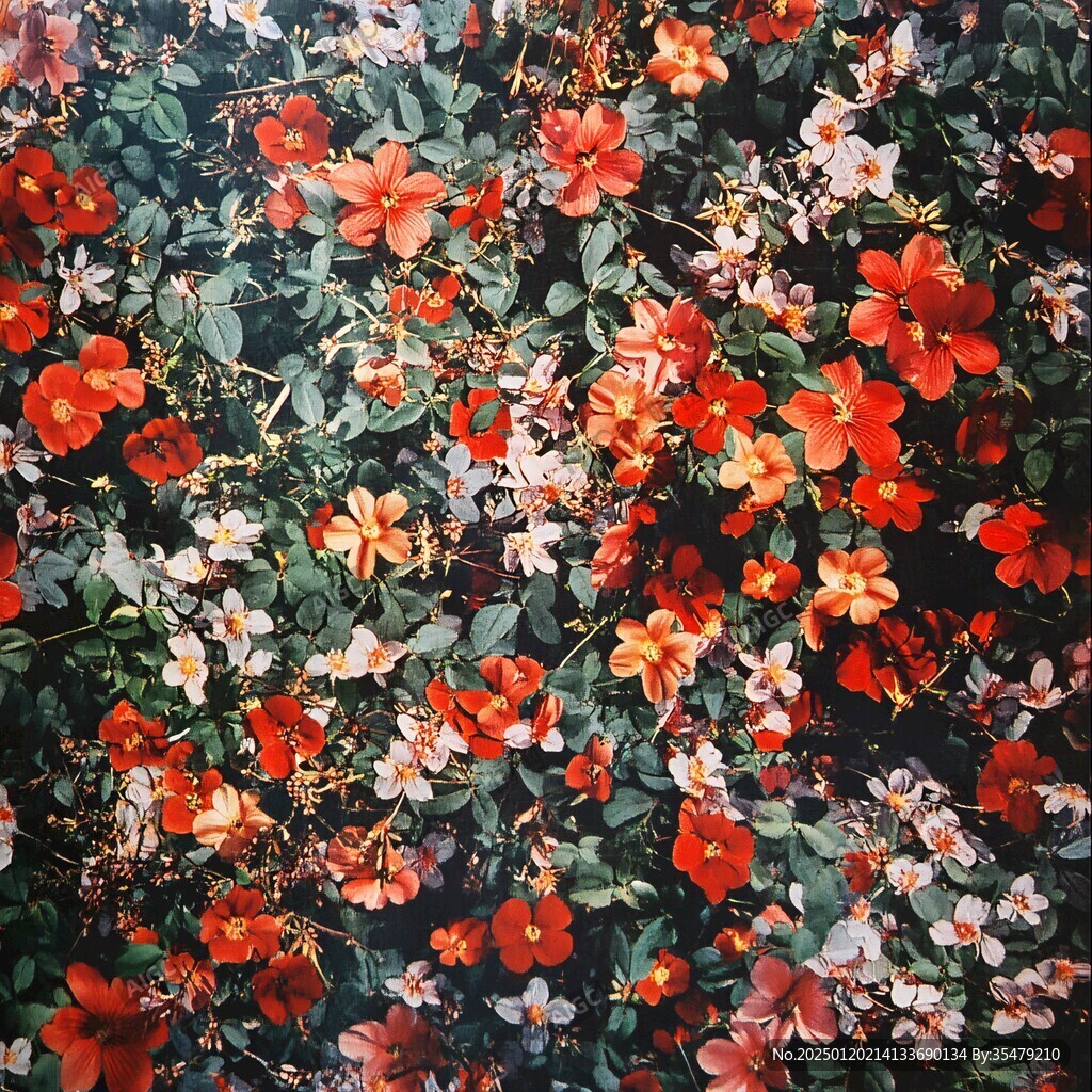 爬满墙的花