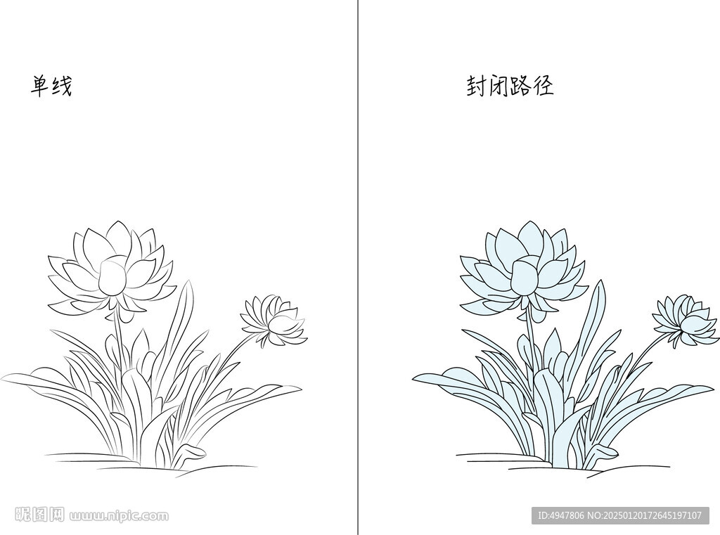 雪莲花 矢量图