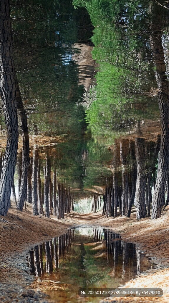 一排水杉树