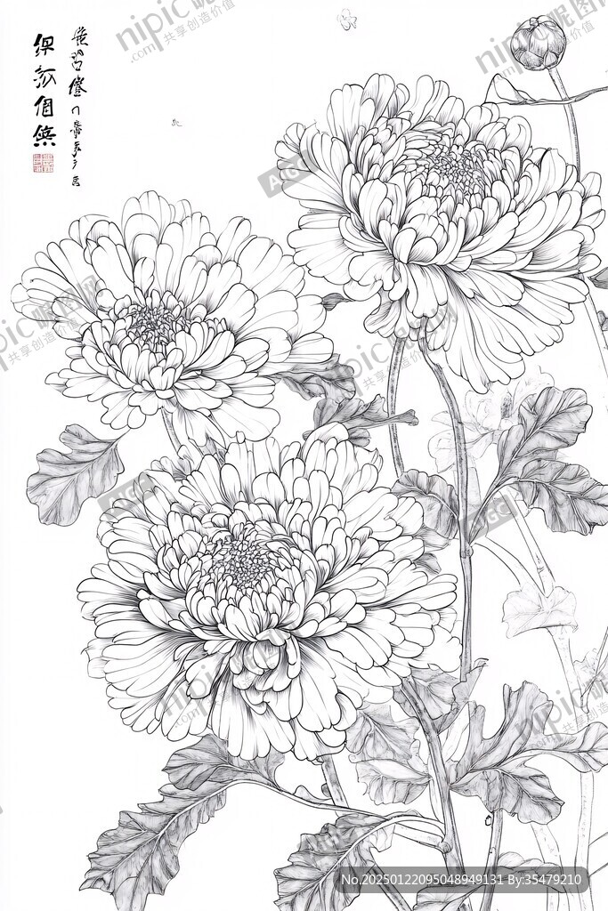 菊花手绘稿