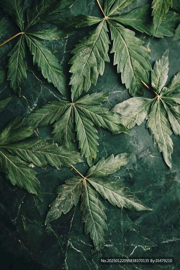 植物装饰墙枫叶装饰