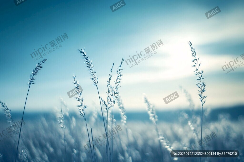 唯美高清草素材