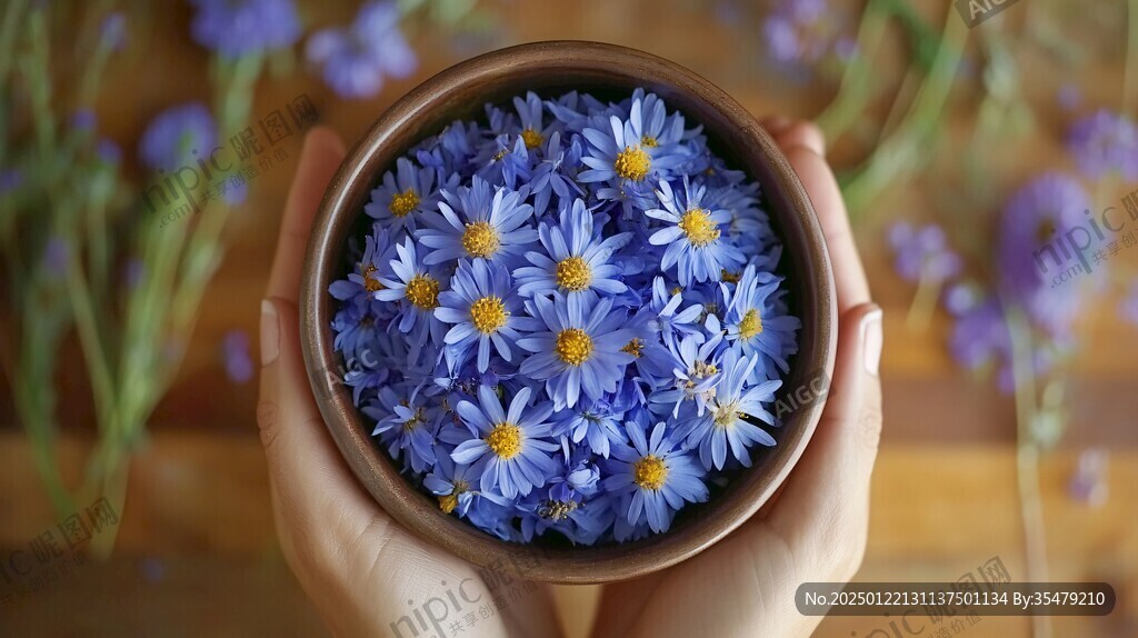 蓝调雏菊