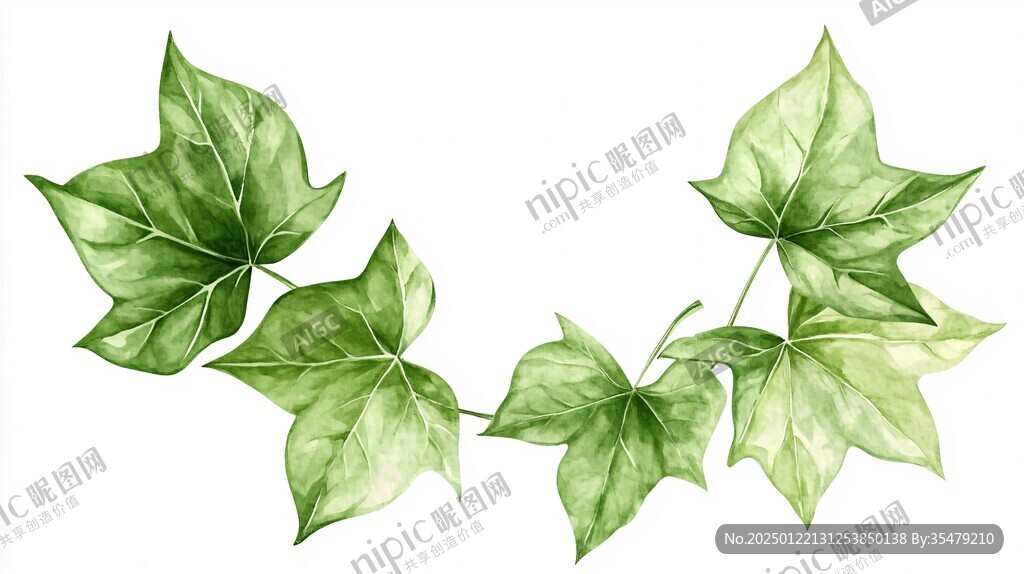 红薯叶插画