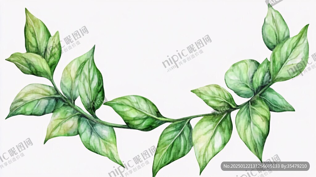 手绘绿萝藤条