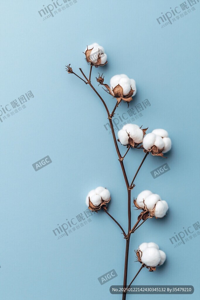 新鲜棉花花卉