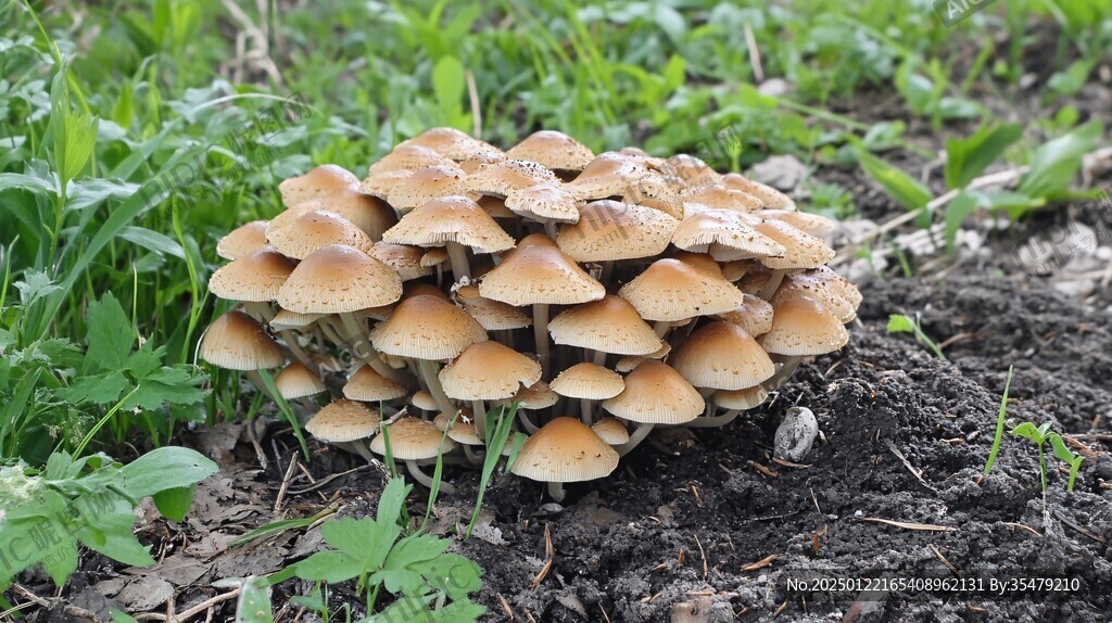 鸡耳菌