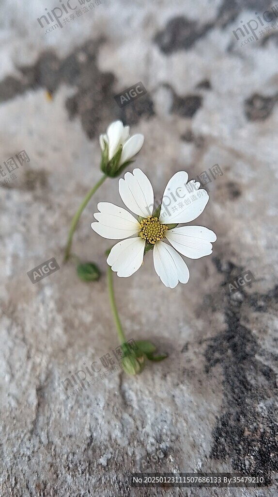 石头边的小白花
