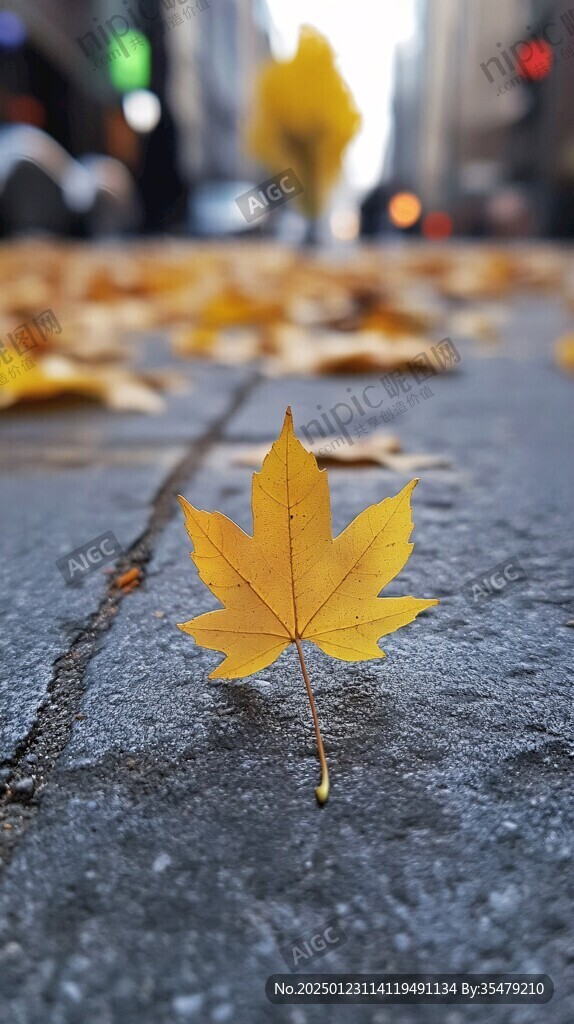 路边金色落叶