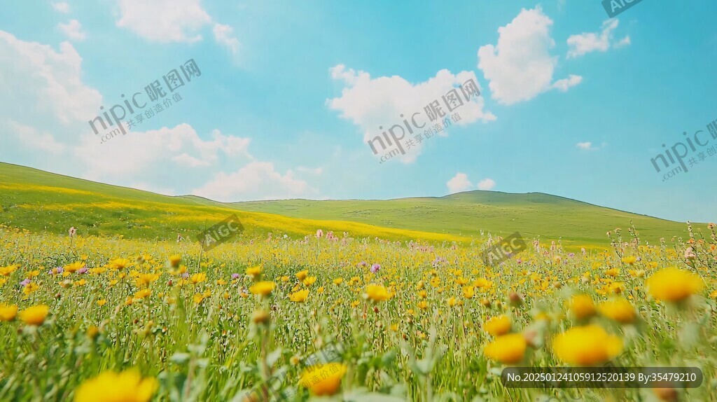黄花沟鲜花草原