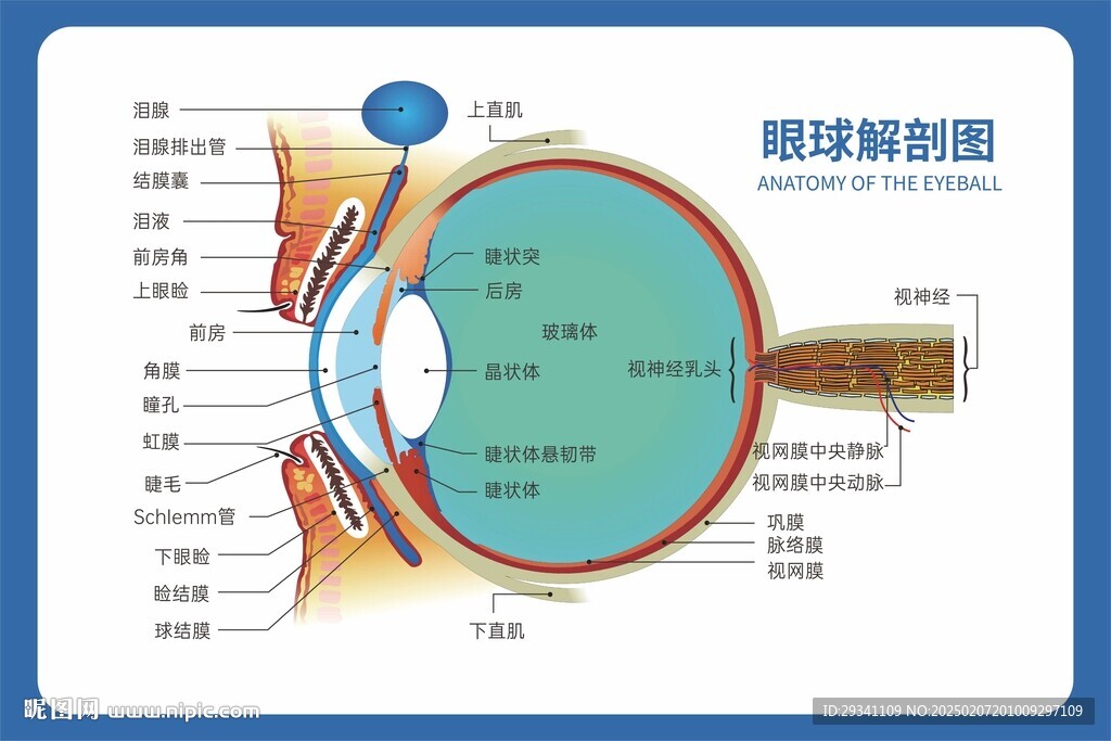 眼球解剖图