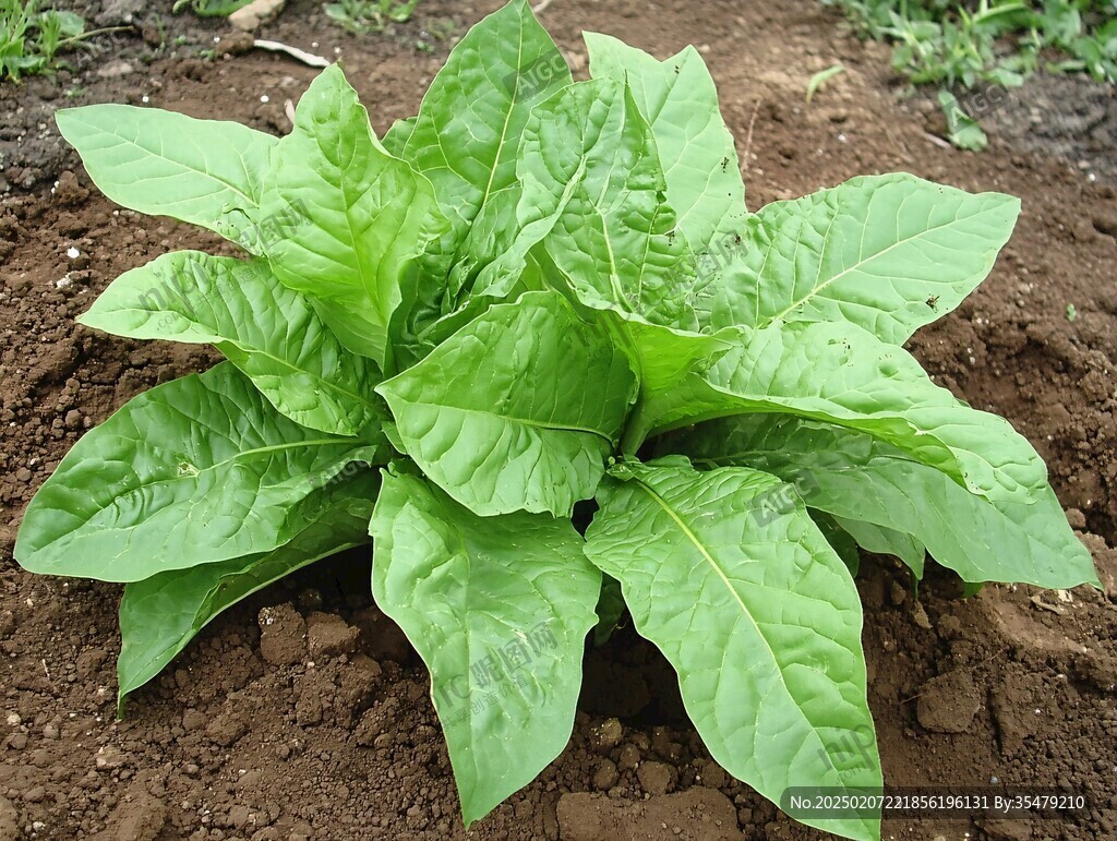 烟草种植技术