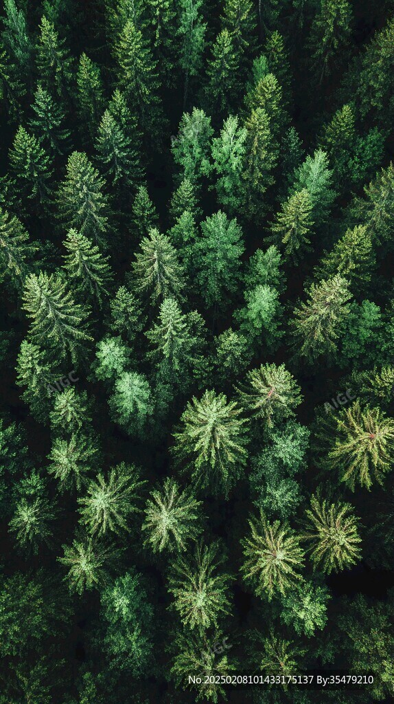 灌木林地植被俯拍